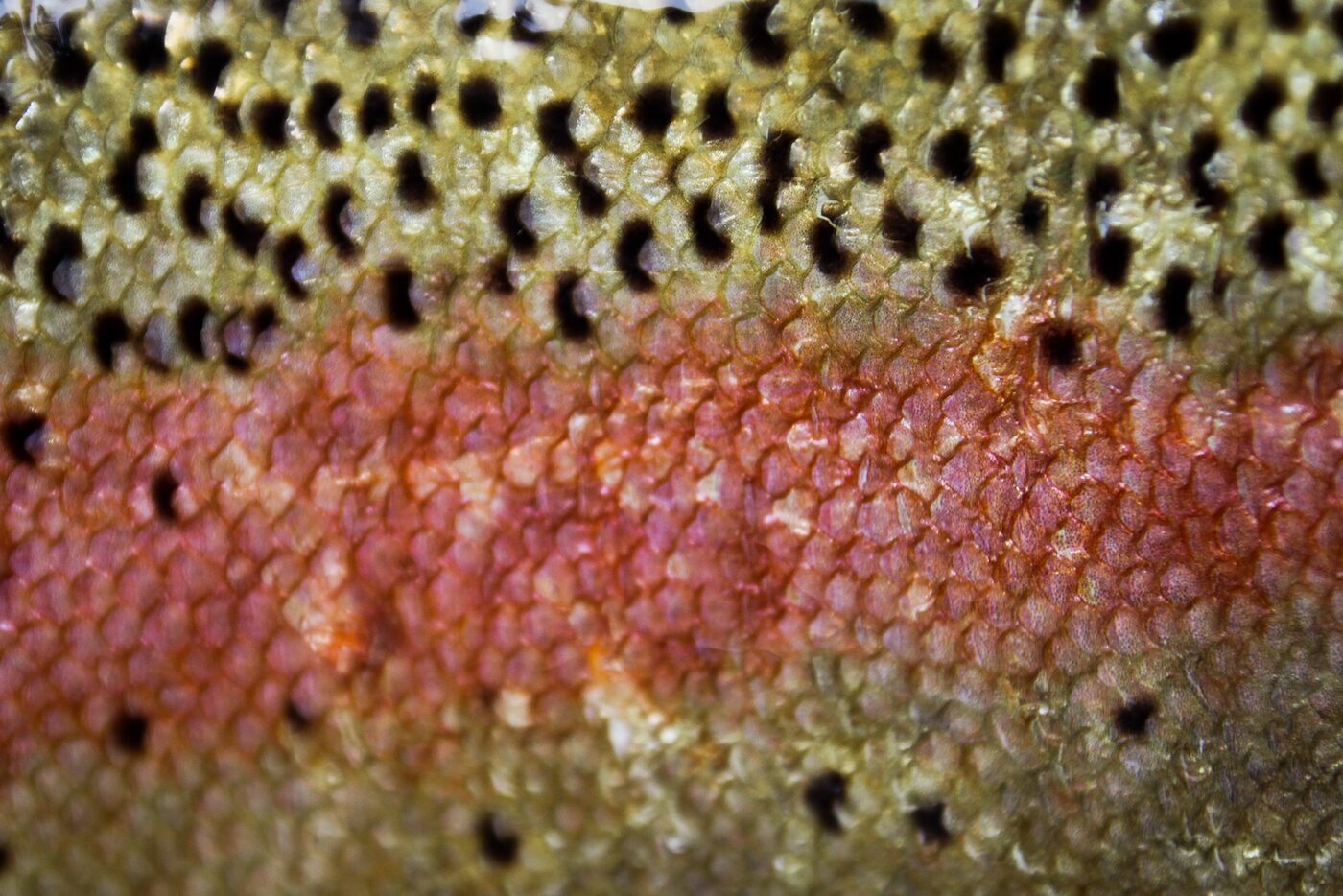 Macro close-up of a rainbow trout's iridescent scales