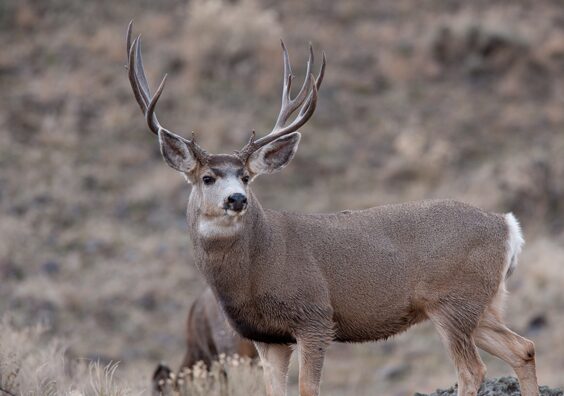 Mule deer buck standing alert in open grassland