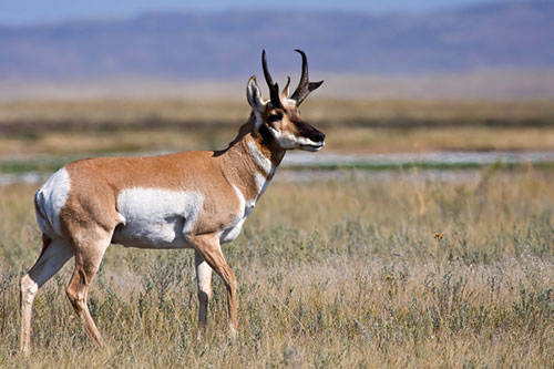 Pronghorn antelope standing alert in open grassland
