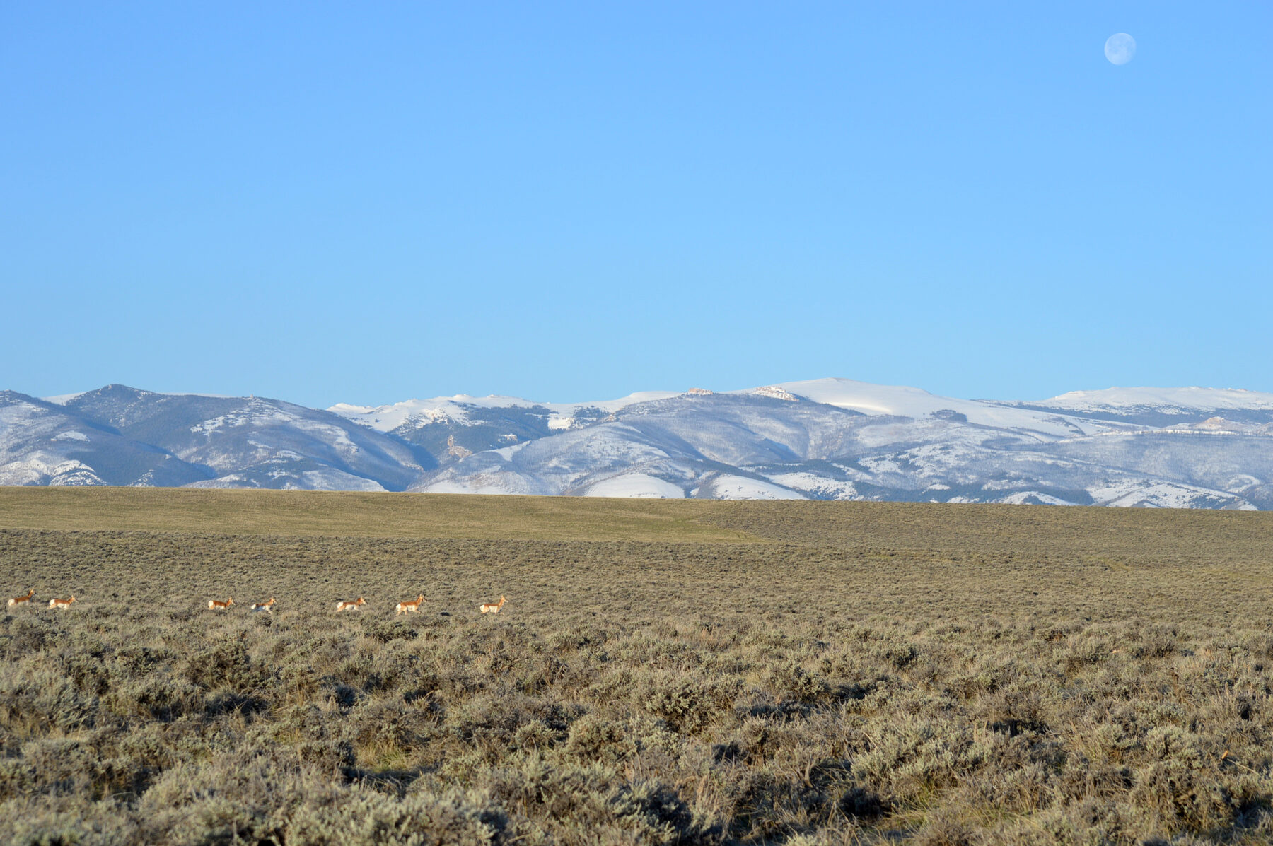 Small herd of pronghorn crossing a sagebrush plain below snow-capped mountains