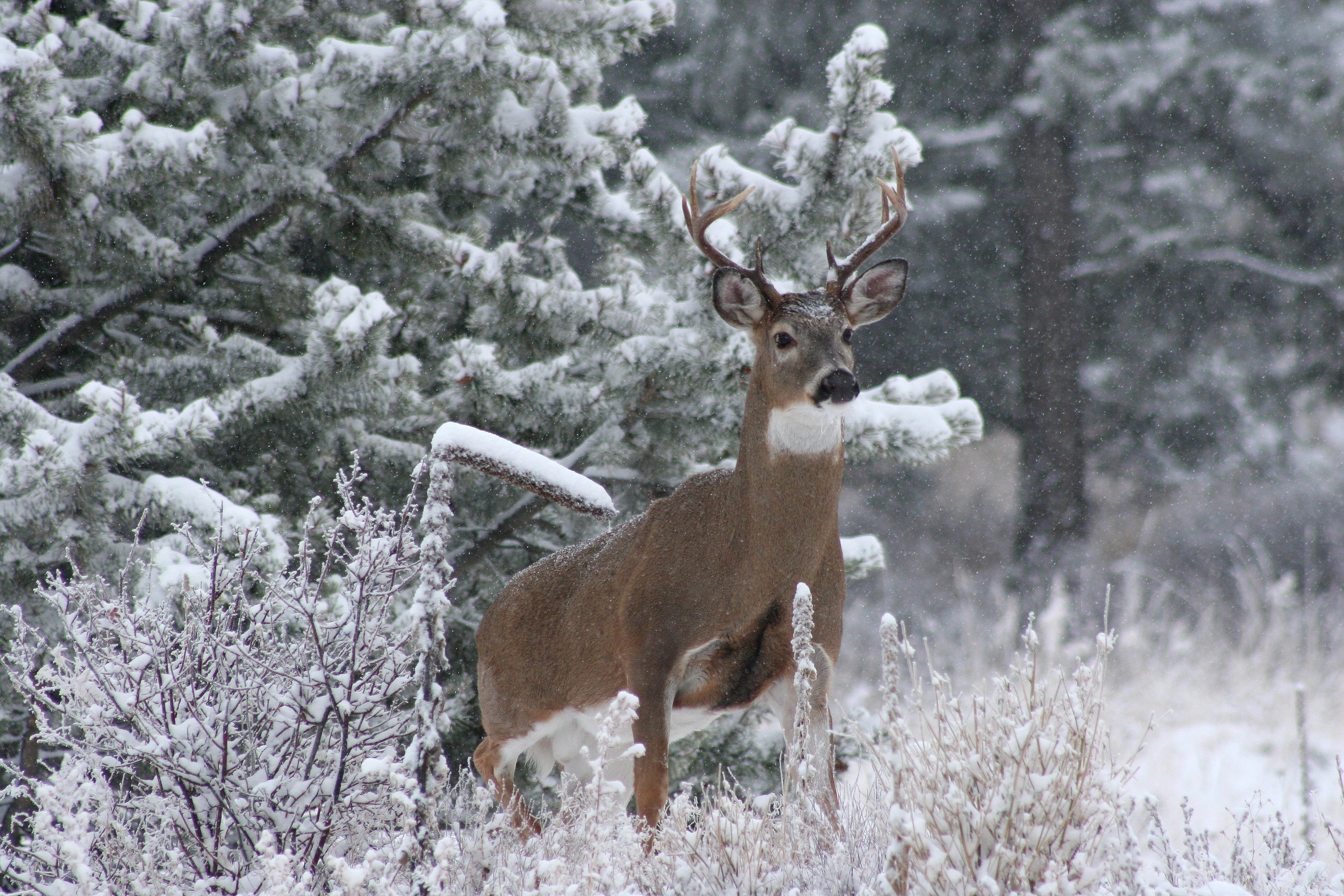 Mule deer buck standing in a snowy forest clearing