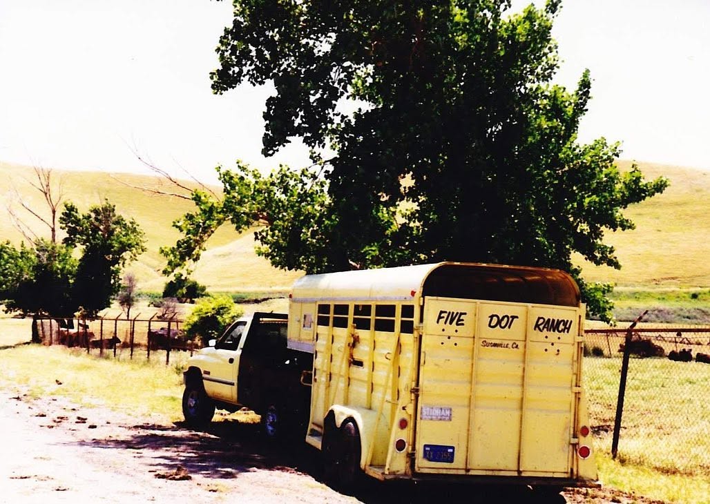 A vintage photo of a truck and livestock trailer marked Five Dot Ranch, Susanville, CA