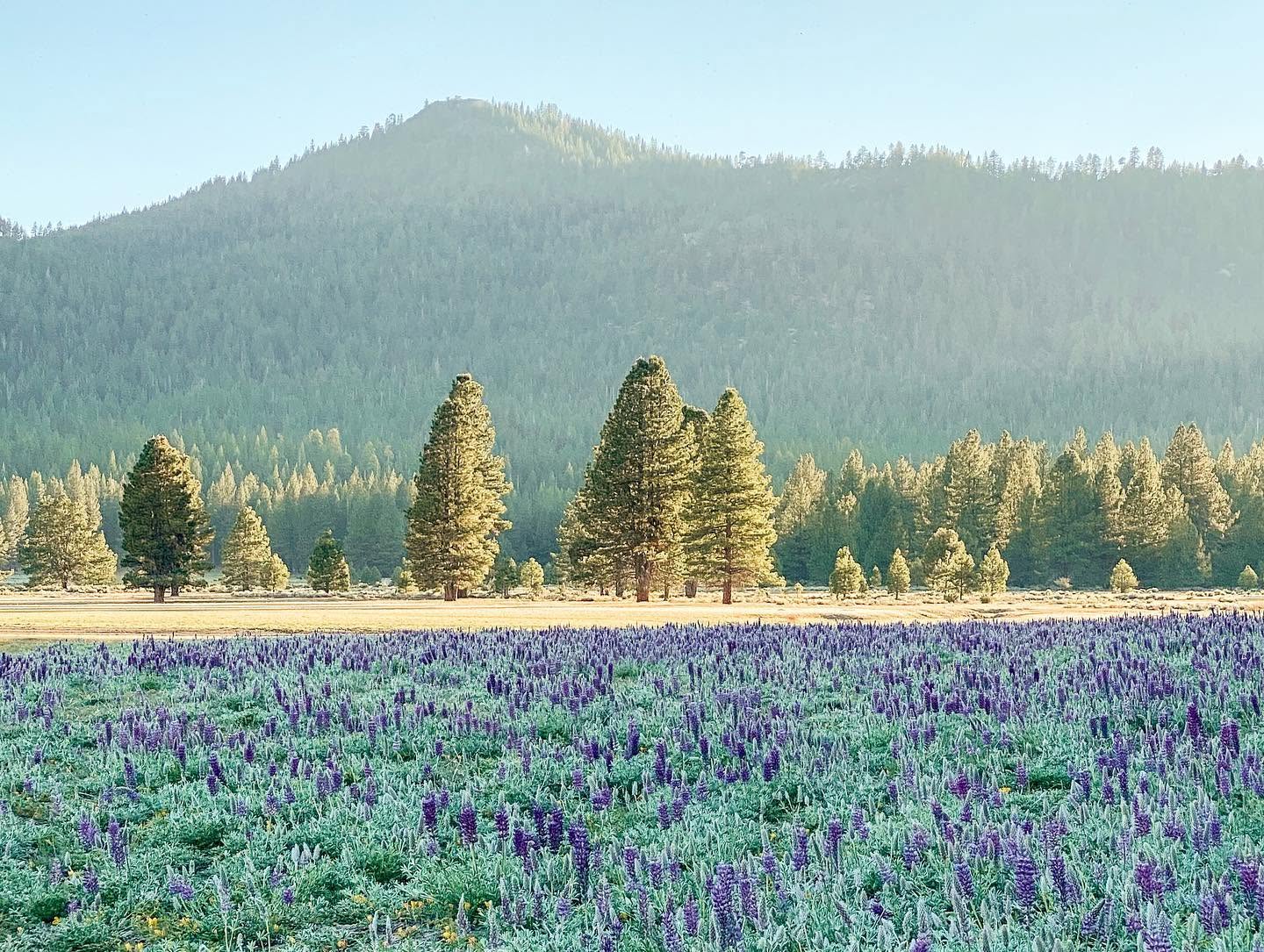 A meadow of purple lupine wildflowers with pine trees and a mountain in the background