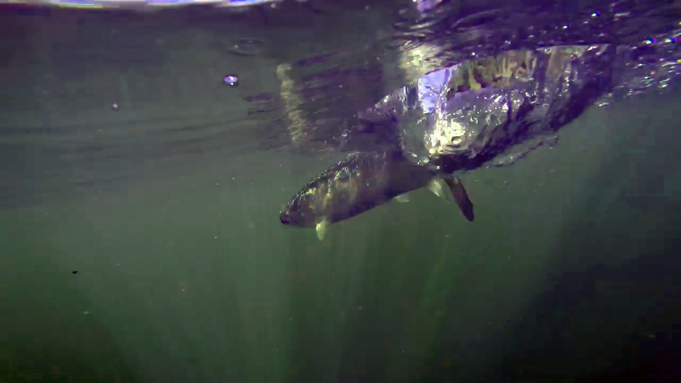 A rainbow trout swimming near the surface of the water, seen from below