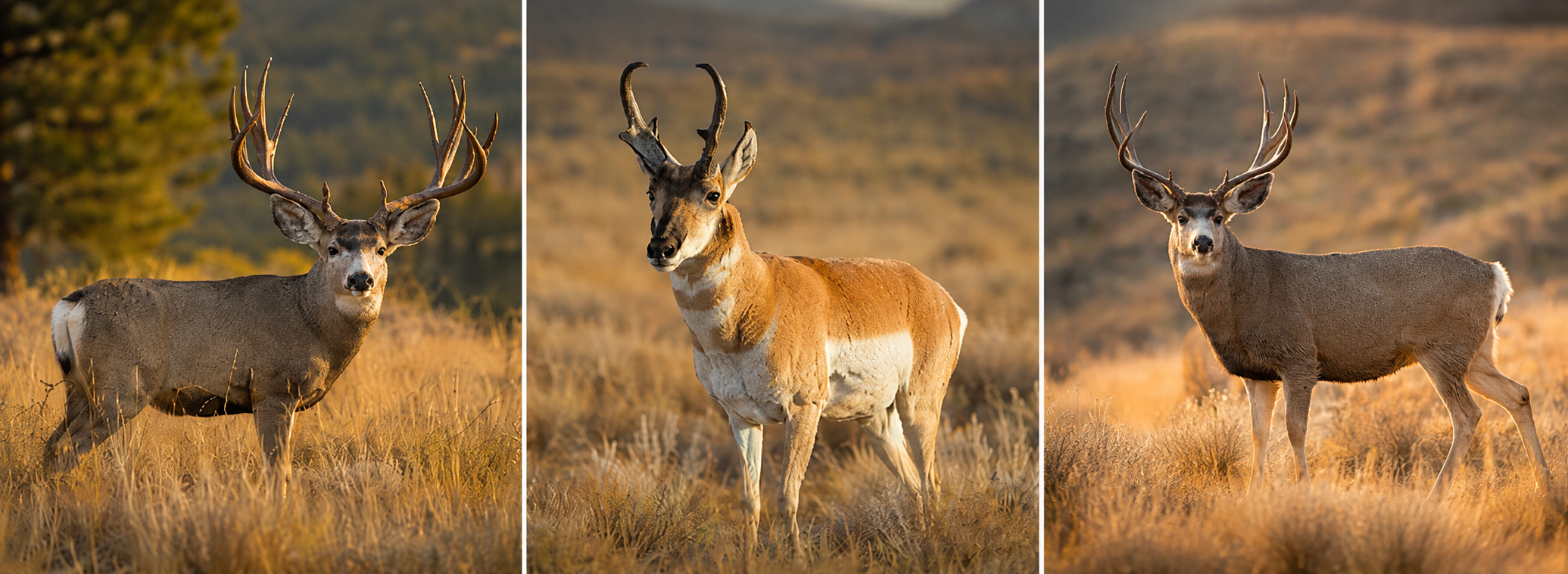 Three-panel photo of two mule deer bucks and a pronghorn antelope buck standing in golden-hour grassland