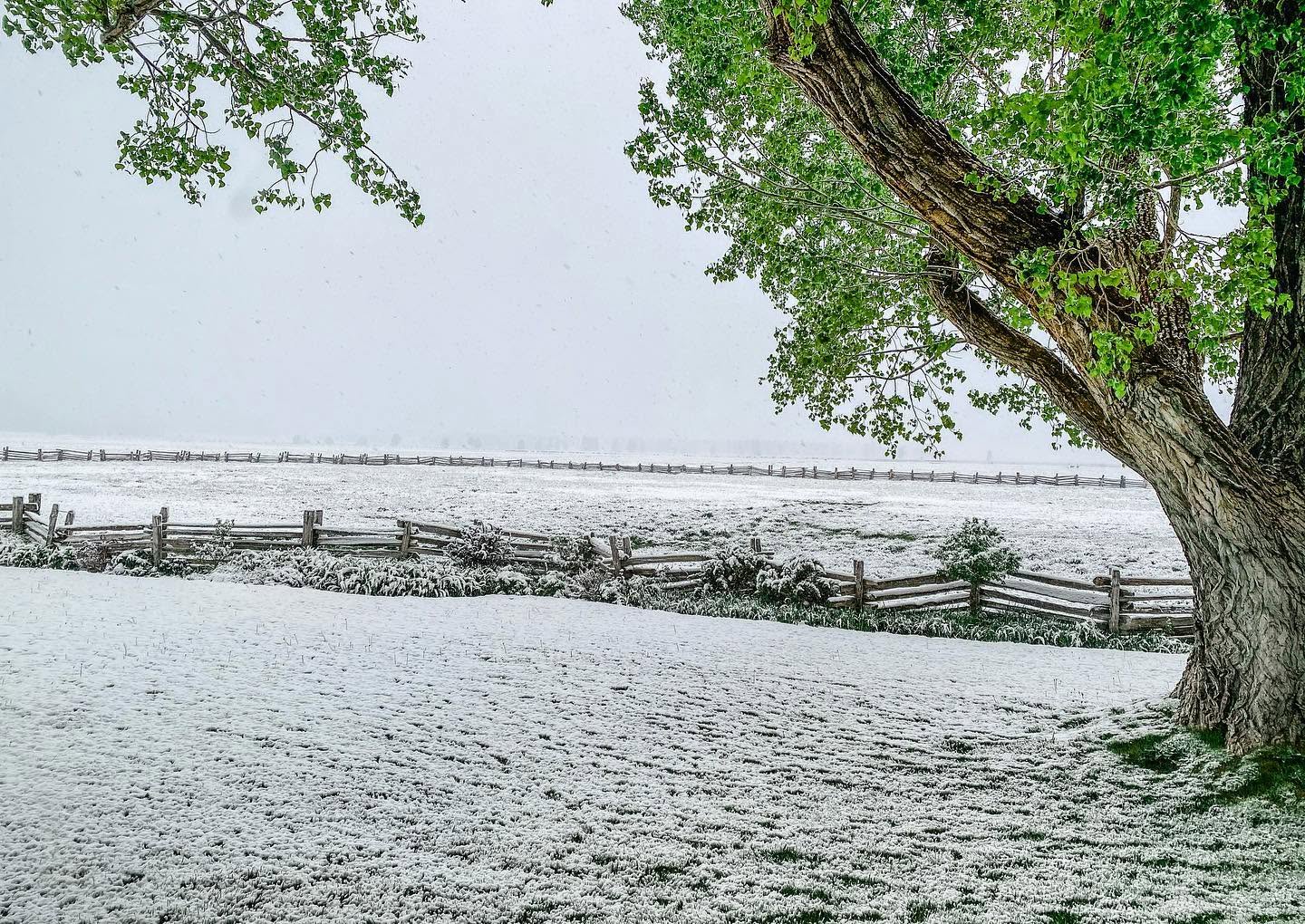 Late-spring snow covering a ranch pasture and fence line, with green leaves still on the trees