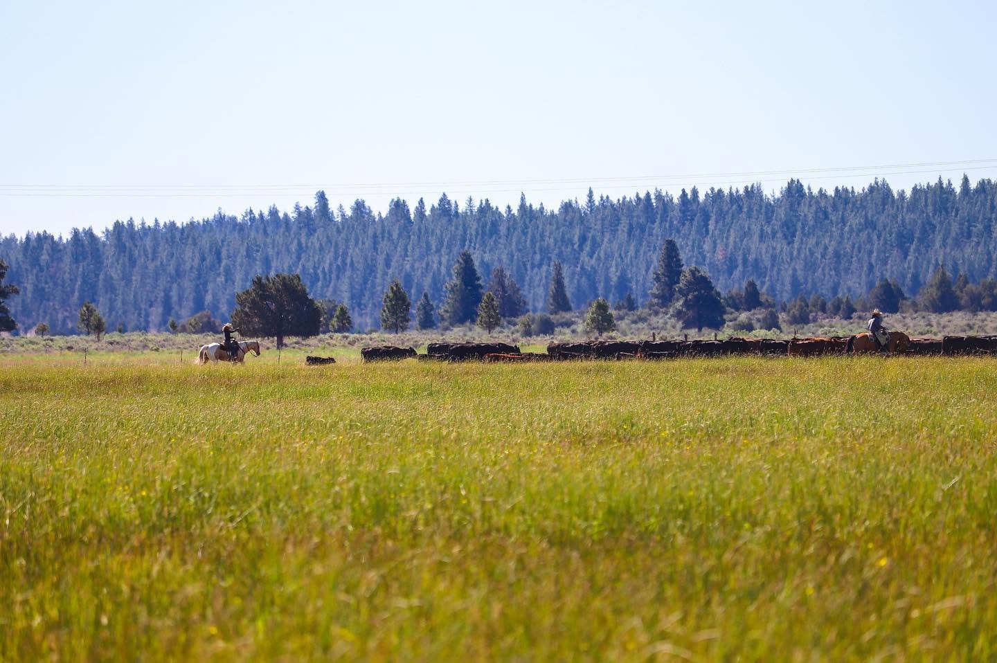 Two riders on horseback moving a herd of cows and calves across a pasture near a pine treeline